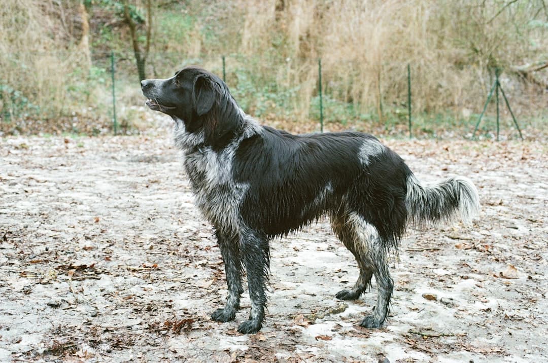 Transylvanian Hound