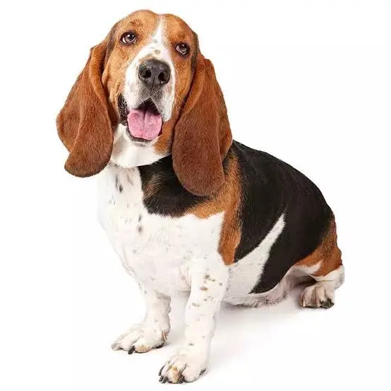 Basset Hound for sale near me