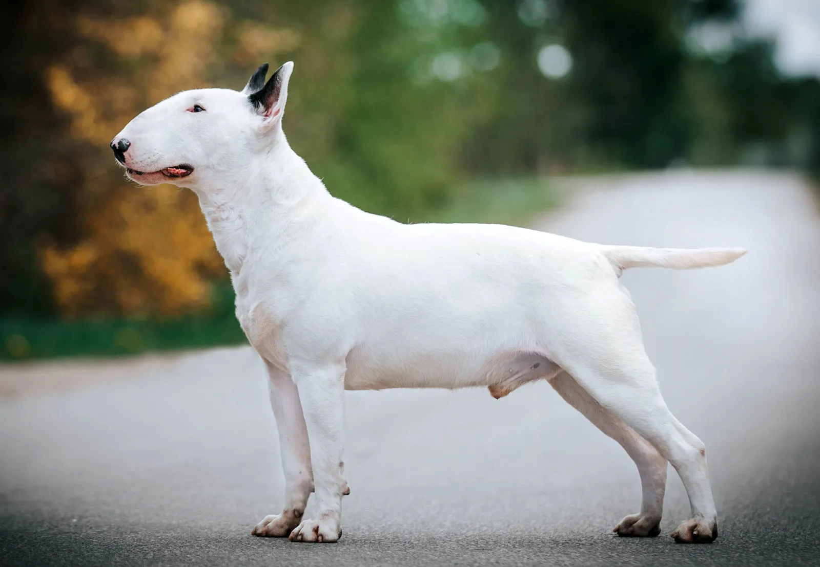 Bull Terrier for sale