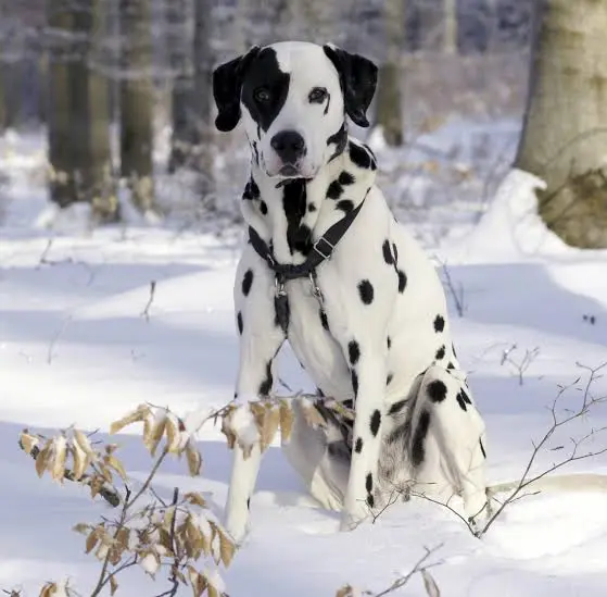 Dalmatian puppies for sale