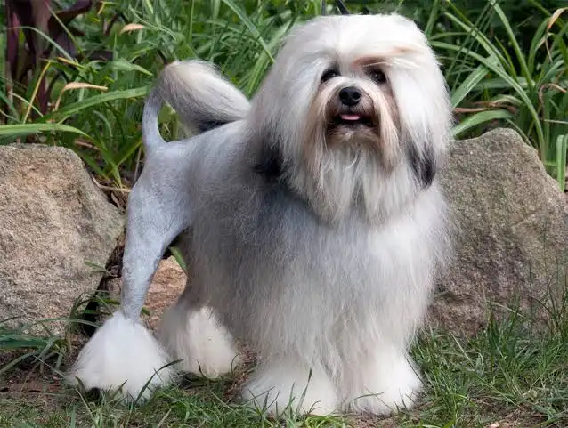 Lowchen Chicken Lowchen - Complete Breed Guide | Characteristics, Care, Temperament & More