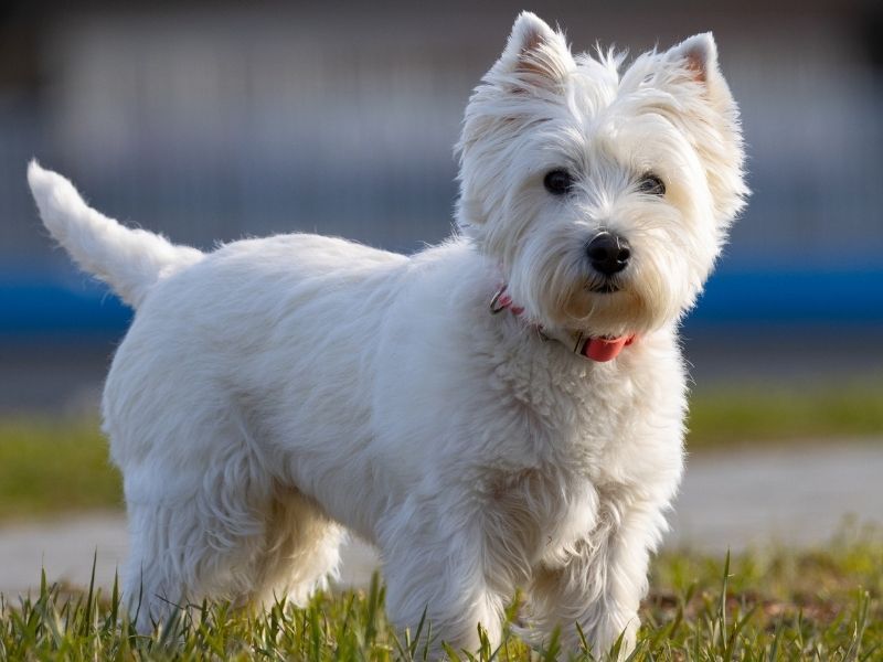 West Highland White Terrier for sale near me