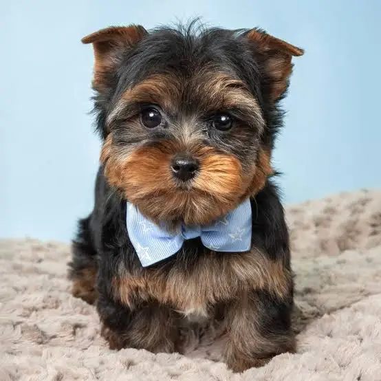 Teacup Yorkshire Terrier puppies for sale