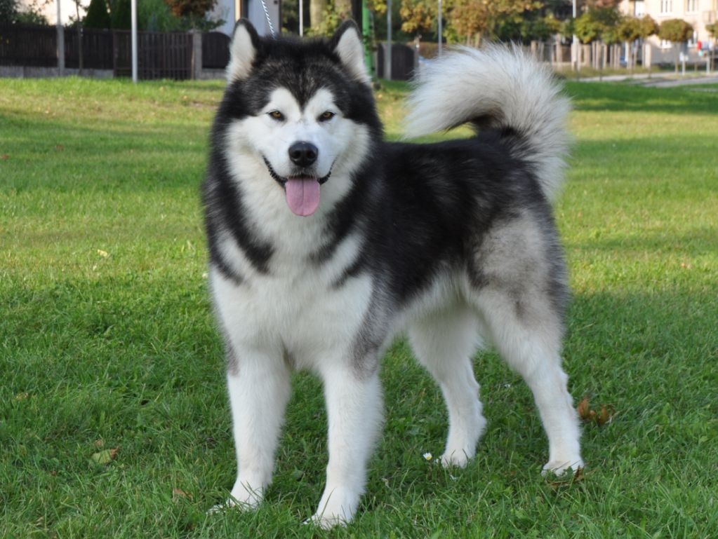 Alaskan Malamute puppies for sale