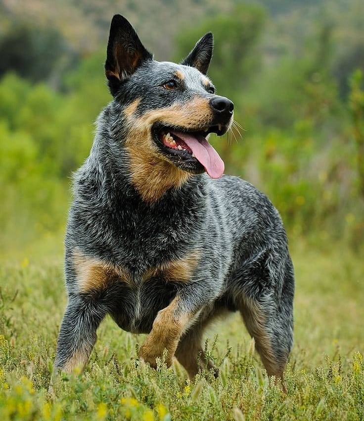 Australian Cattle Dog puppies for sale