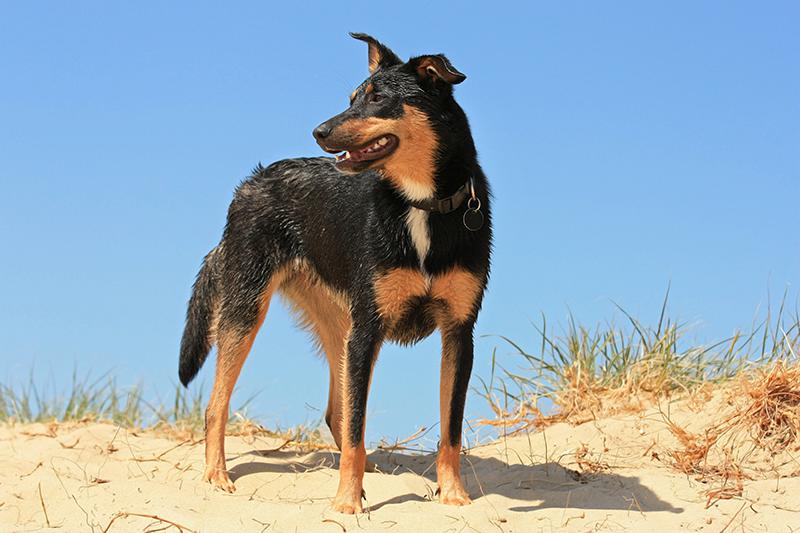 Australian Kelpie puppies for sale