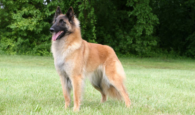 Belgian Tervuren puppies