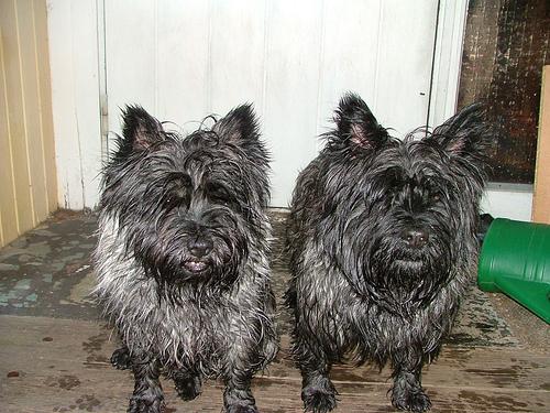 Boston Terrier breeders near me