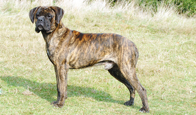 Cane Corso for sale