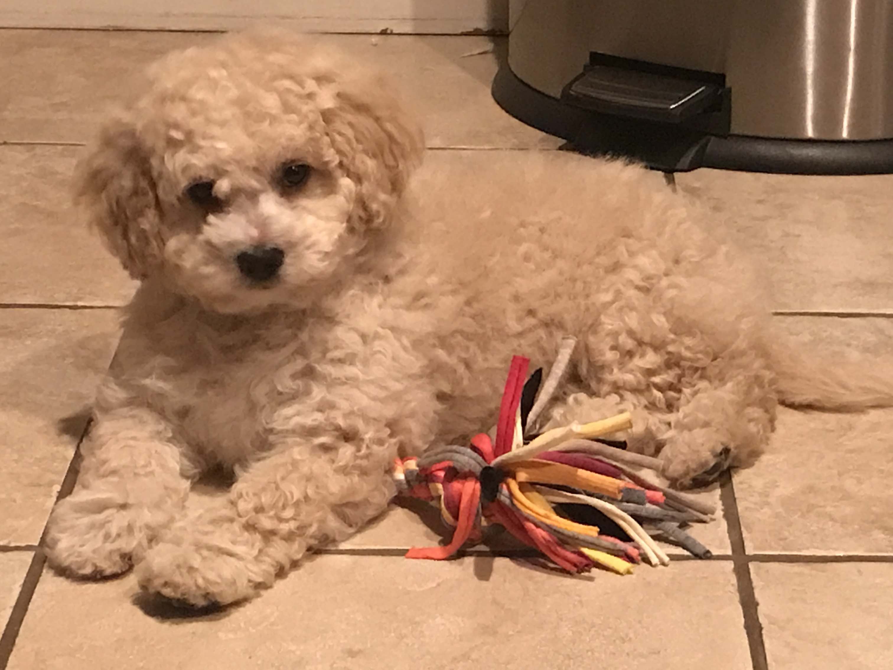 Cavapoo puppies for sale