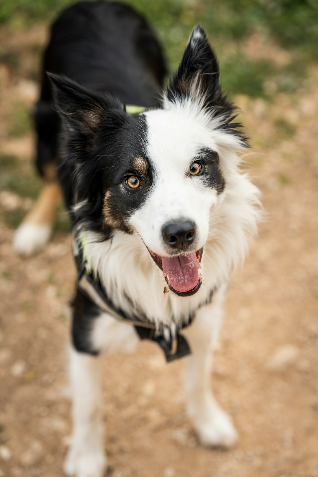 Collie puppies for sale