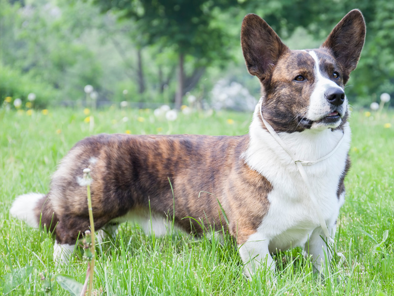 Cardigan Welsh Corgi for sale near me