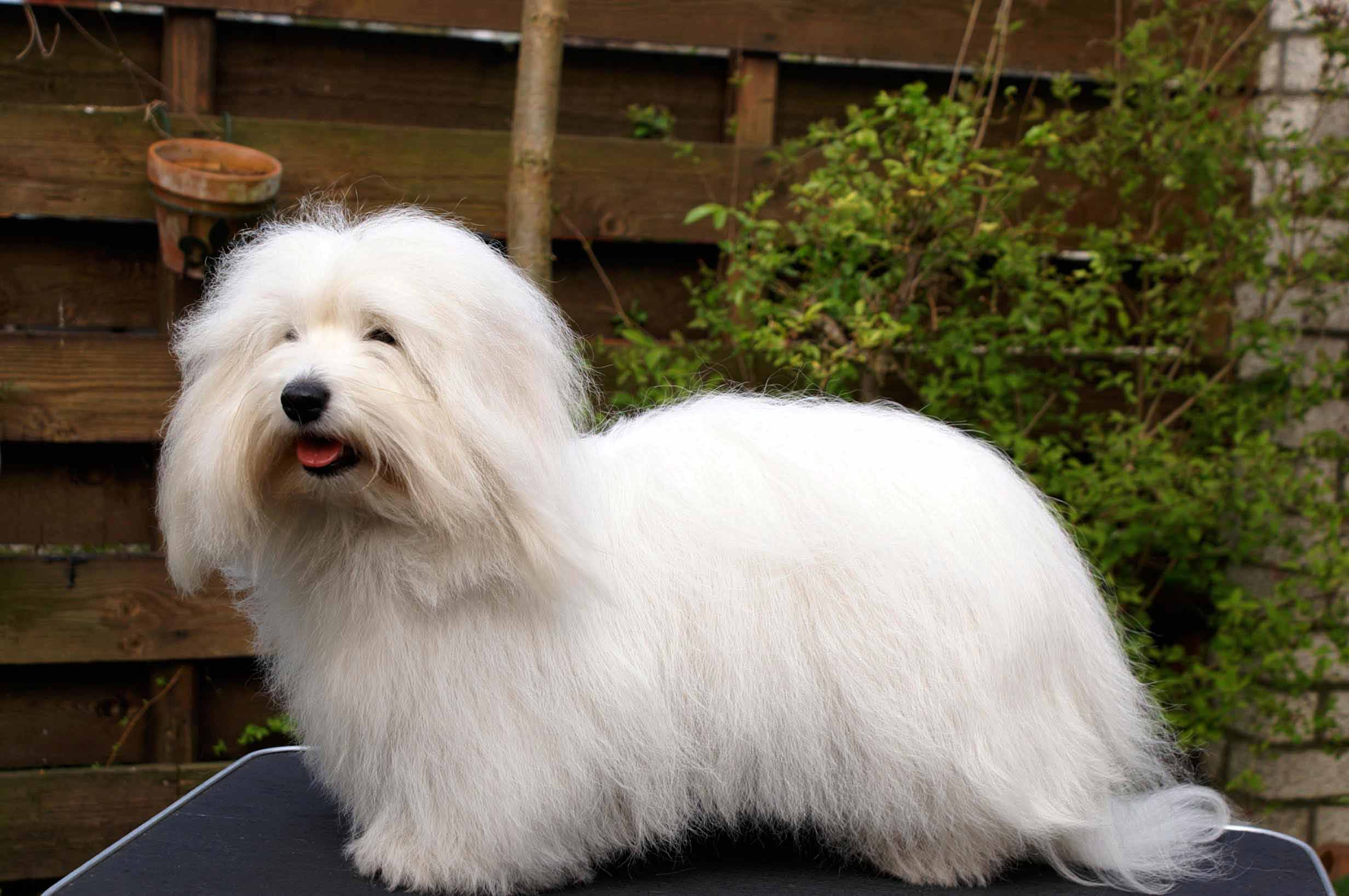 Coton de Tulear for sale