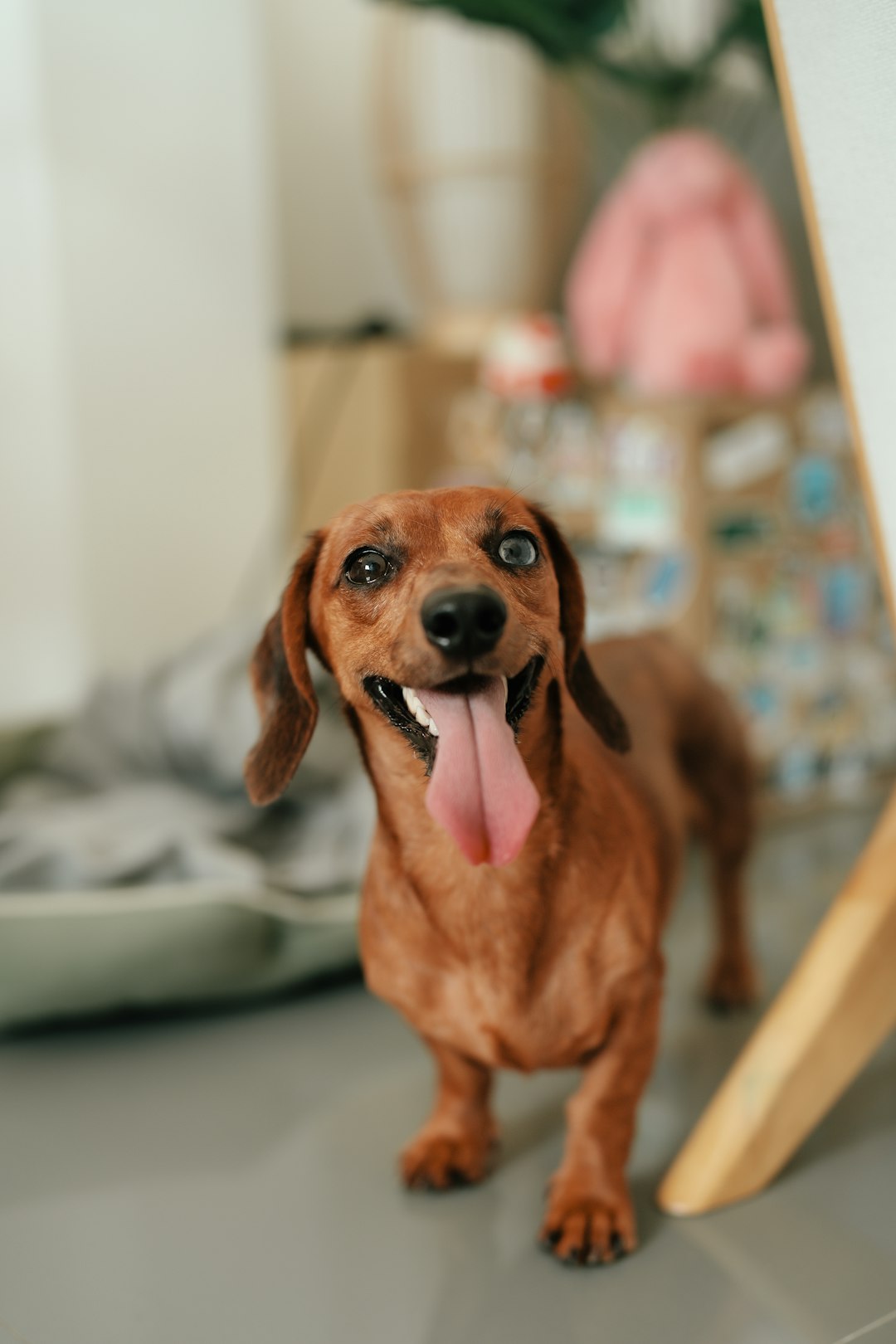 Dachshund rescue dogs