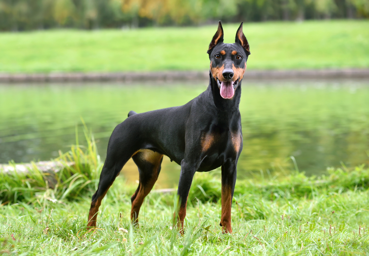 Doberman Pinscher puppies for sale