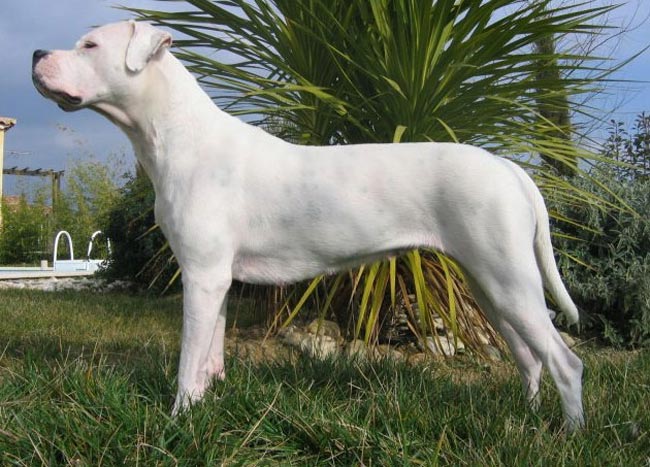 Dogo Argentino for sale