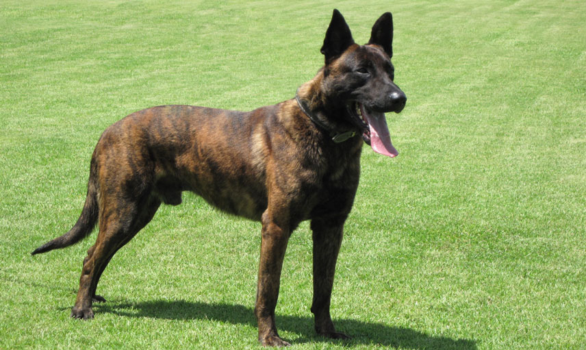 Dutch Shepherd puppies