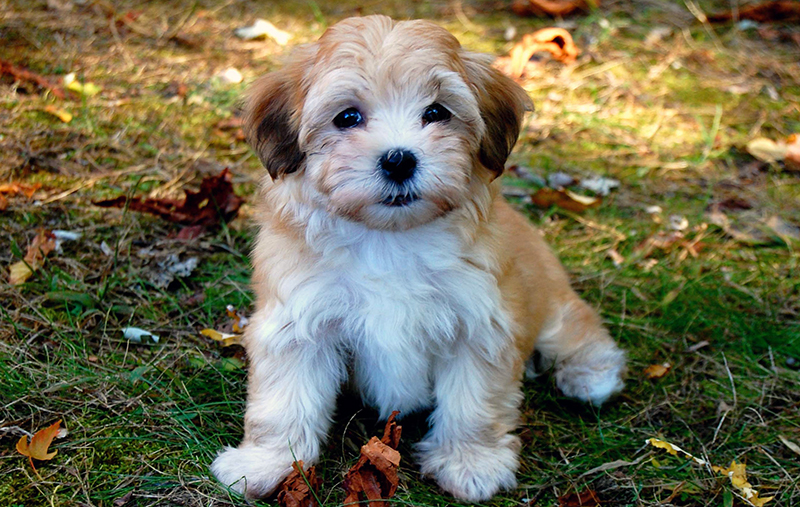Havanese puppies for sale