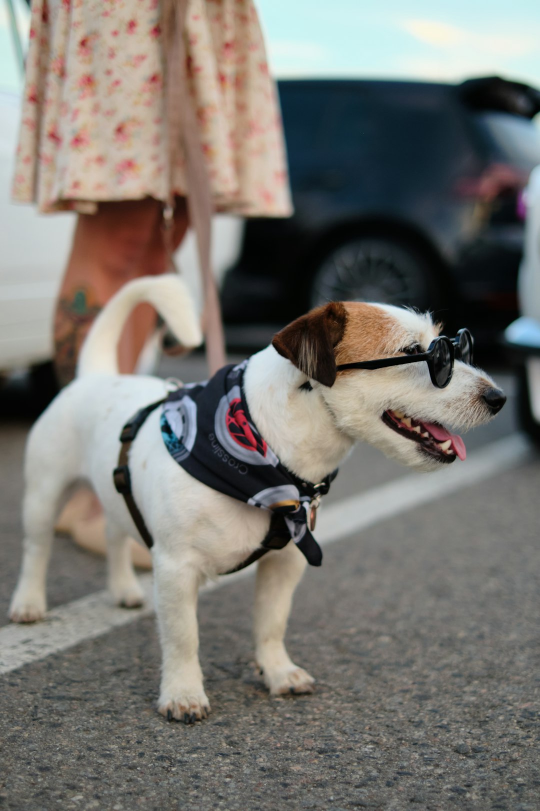 Jack Russell Terrier for sale near me
