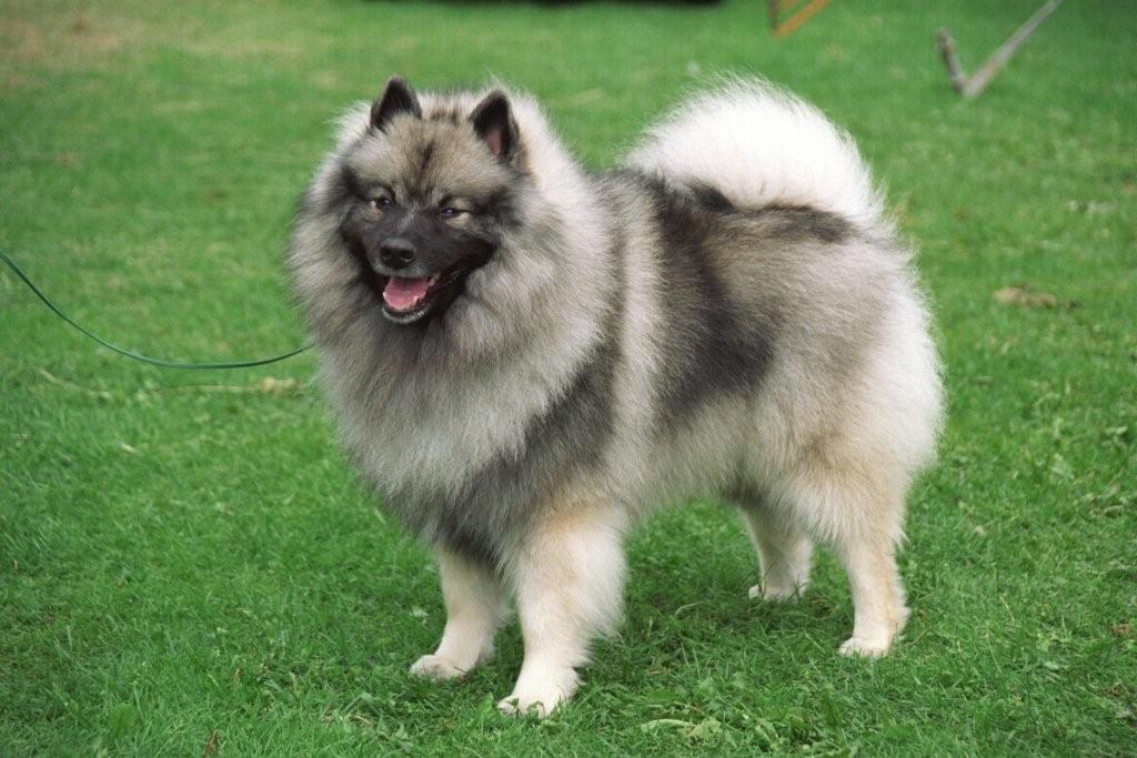 Keeshond puppies for sale