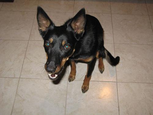 Kelpie puppies for sale