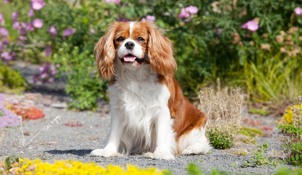 King Charles Spaniel puppies for sale