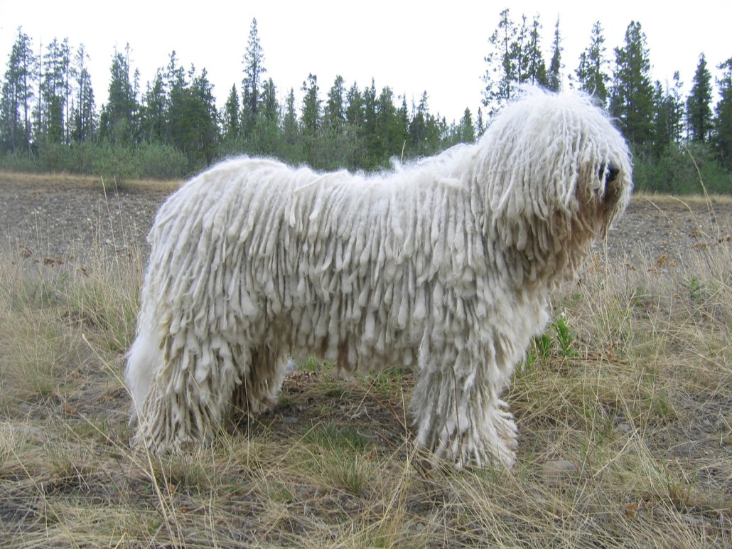 Dogs With Dreads: Complete Guide to Corded Coat Breeds