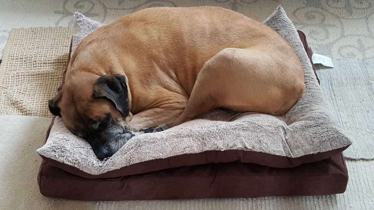 English Mastiff