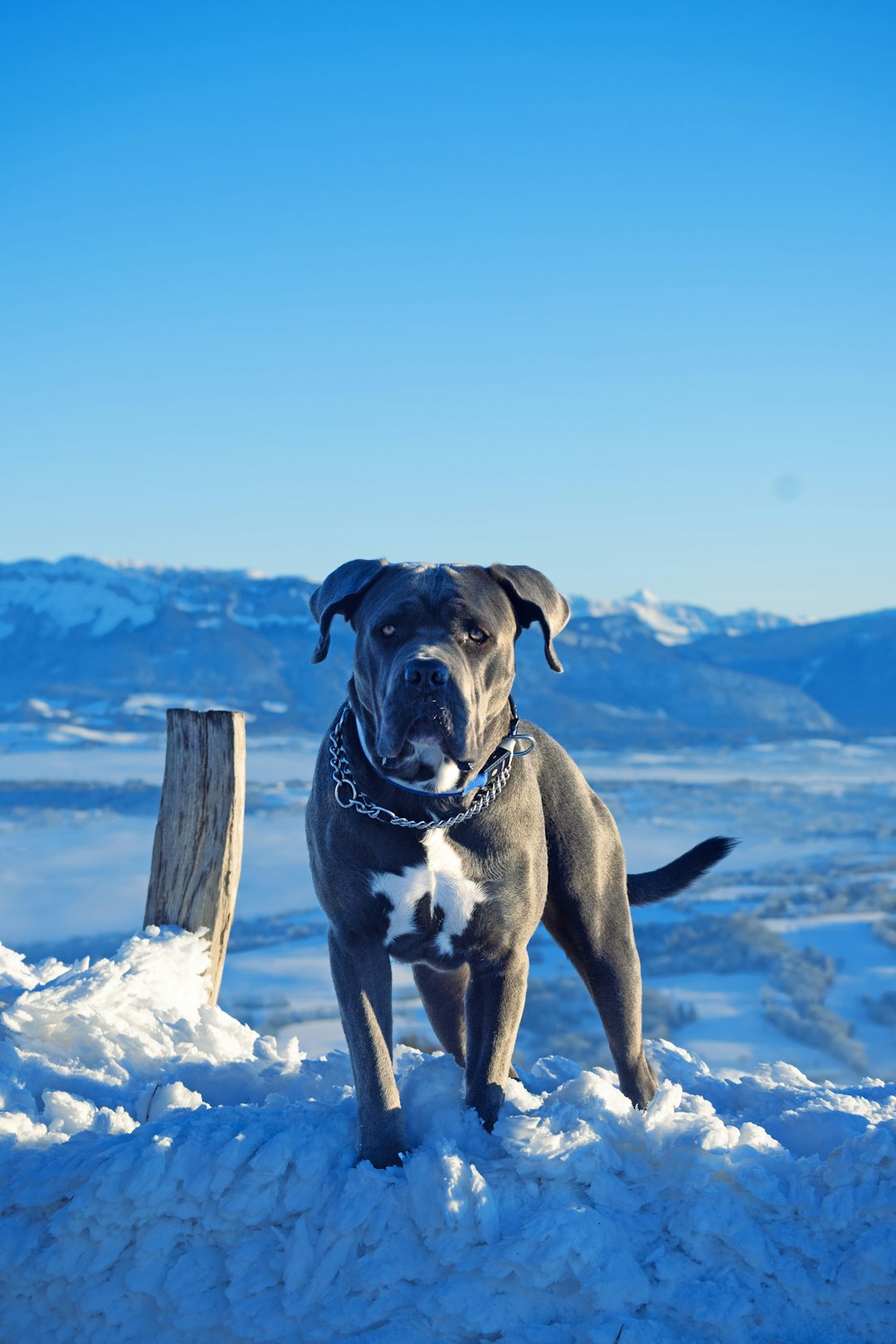 Mastiff