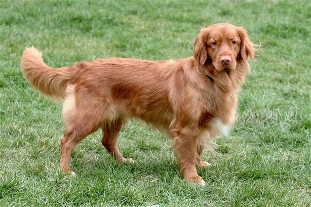 Nova Scotia Duck Tolling Retriever puppies for sale