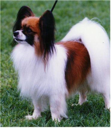 Papillon puppies for sale