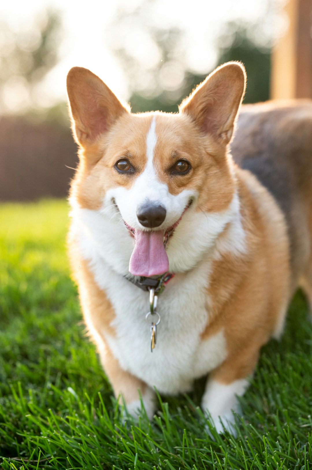 Pembroke Welsh Corgi for sale near me