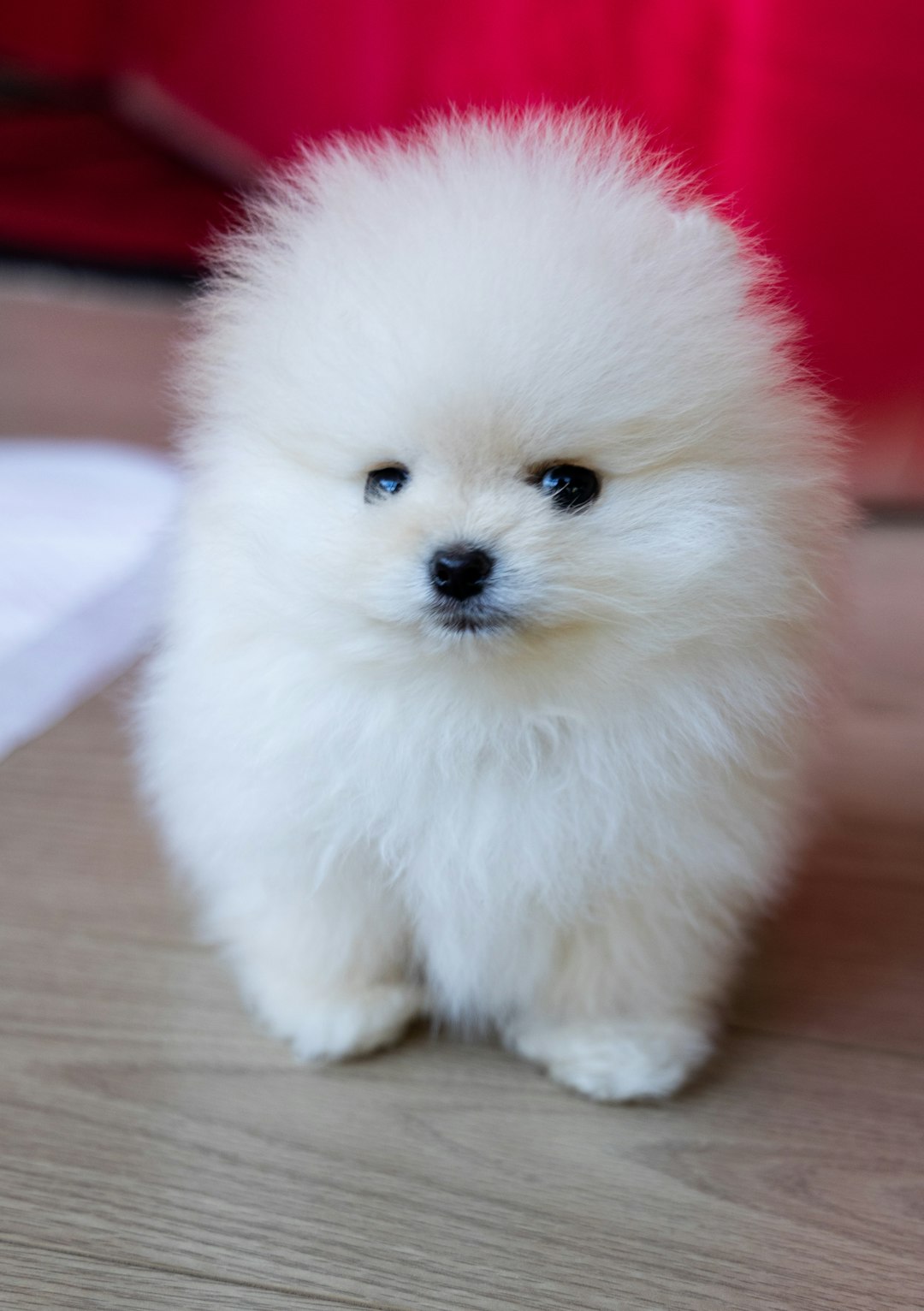 Pomeranian puppies for sale