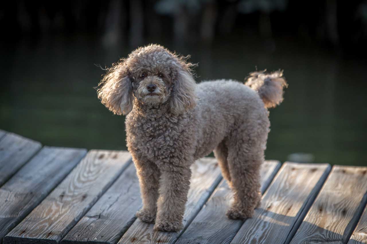 Teacup Poodle (Miniature) puppies for sale