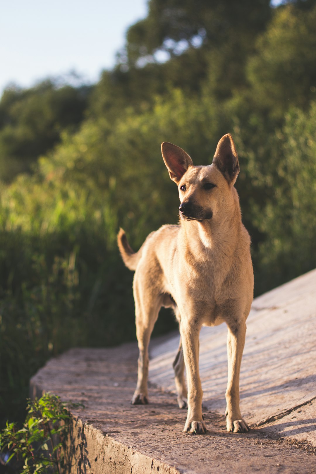 Rhodesian Ridgeback puppies for sale