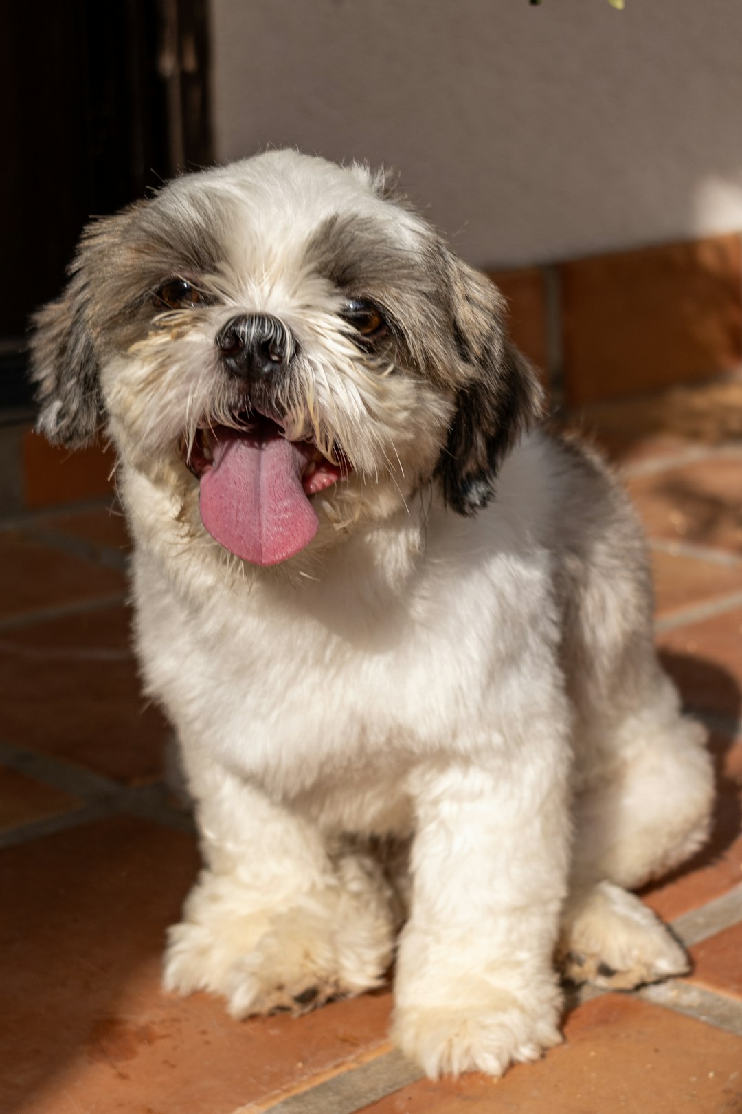 Shih Tzu puppies for sale