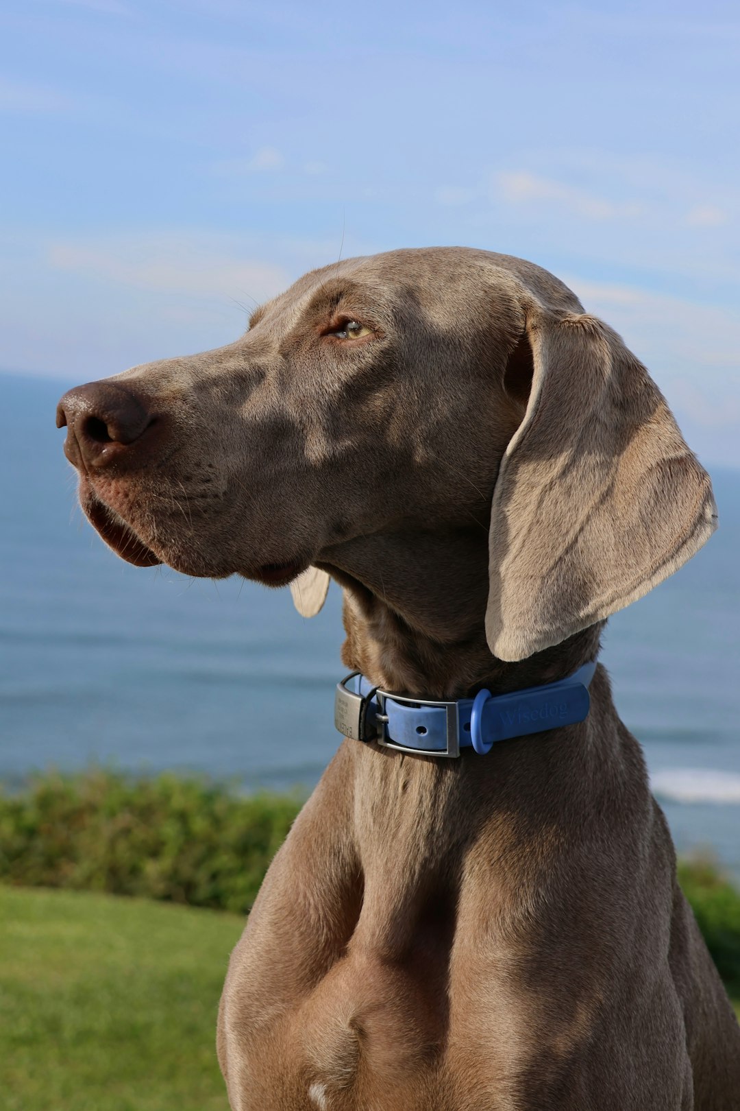 Weimaraner puppies for sale